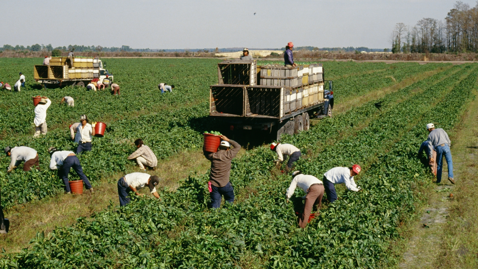 caporalato agri